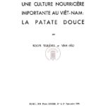 Une culture nourricière importante au Viet-Nam : la patate douce