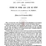 Traduction du ceylon observer sur la culture du poivre dans l’ile de ceylan