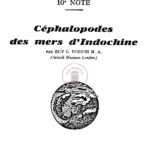 10e Note : Céphalopodes des mers d’Indochine